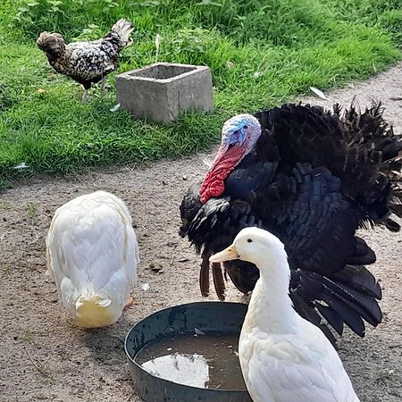 ホテル Le Paddock Du Val De Lys ブレッシー エクステリア 写真